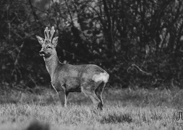 Apartment La Bastide Girondine *